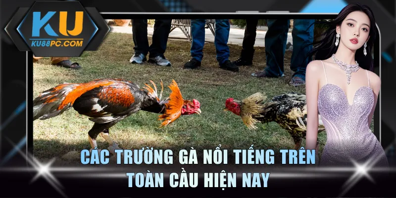 Đá Gà Live KU88 - Trải Nghiệm Đấu Trường Đầy Sôi Động 4 Các trường gà nổi tiếng trên toàn cầu hiện nay
