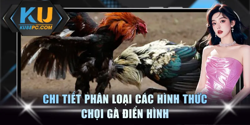 Đá Gà Live KU88 - Trải Nghiệm Đấu Trường Đầy Sôi Động 3 Chi tiết phân loại các hình thức chọi gà điển hình