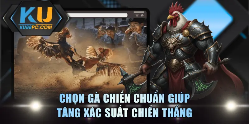 Chọn Gà Chiến - Tuyệt Chiêu Nhận Biết Chiến Kê Xuất Chúng 2 Chọn gà chiến chuẩn giúp tăng xác suất chiến thắng