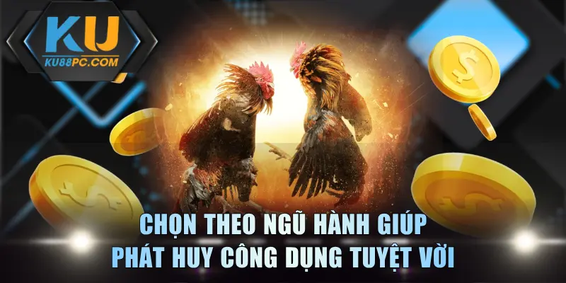 Chọn Gà Chiến - Tuyệt Chiêu Nhận Biết Chiến Kê Xuất Chúng 4 Chọn theo ngũ hành giúp phát huy công dụng tuyệt vời