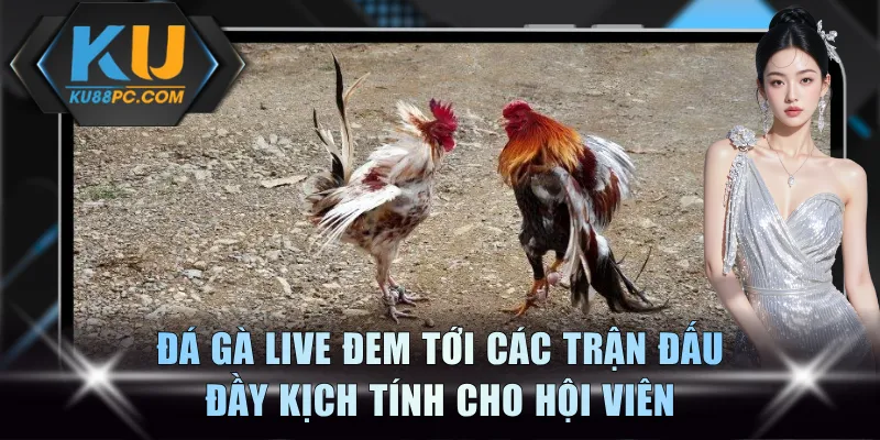 Đá Gà Live KU88 - Trải Nghiệm Đấu Trường Đầy Sôi Động 2 Đá gà live đem tới các trận đấu đầy kịch tính cho hội viên