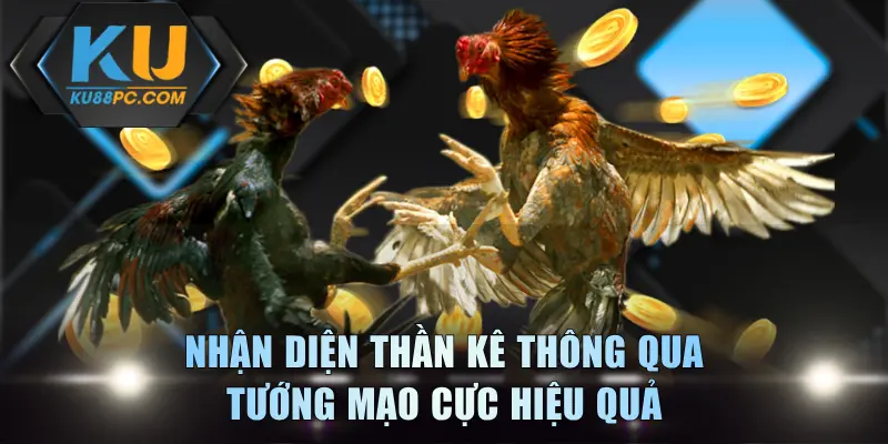 Chọn Gà Chiến - Tuyệt Chiêu Nhận Biết Chiến Kê Xuất Chúng 3 Nhận diện thần kê thông qua tướng mạo cực hiệu quả