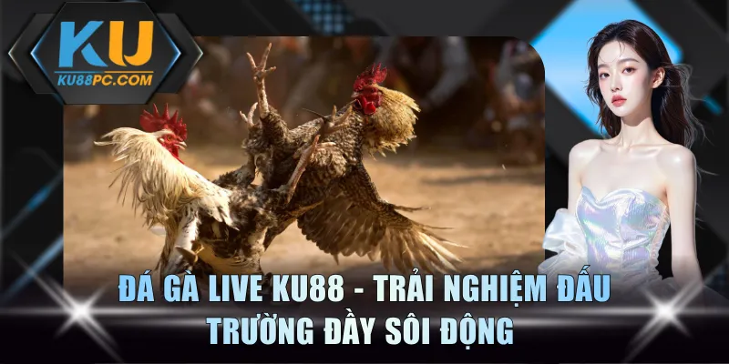 Đá Gà Live KU88 - Trải Nghiệm Đấu Trường Đầy Sôi Động 1 Đá Gà Live